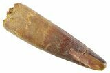 Fossil Spinosaurus Tooth - Feeding Worn Tip #347149-1
